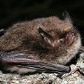 Alcathoe Bat