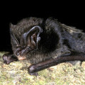 Barbastelle Bat
