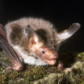 Bechsteins Bat