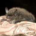 Brandts Bat