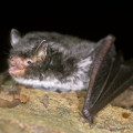 Daubentons Bat