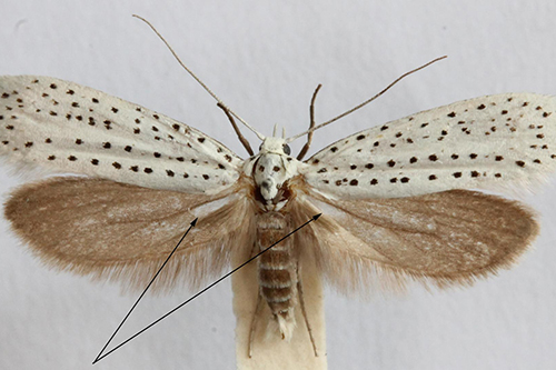 A ermine moth (Yponomeuta evonymella). The arrows indicate the tymbals. Image Credit: David Agassiz, Natural History Museum