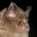 Greater-Horseshoe Bat
