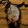 Greater Mouse Eared Bat