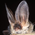 Grey Long Eared Bat