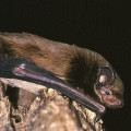 Leislers Bat