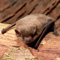Nathusius Pipistrelle Bat