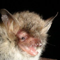 Natterers Bat