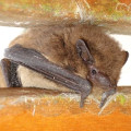 Soprano pipistrelle Bat