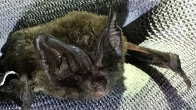 The Barbastelle bat is rarely recorded in Somerset, according to park rangers