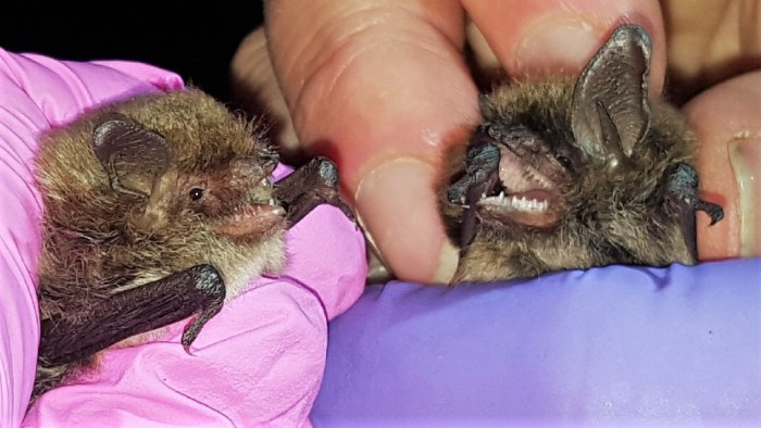 Alcathoe and whiskered bats found in Cave near Bradford on Avon