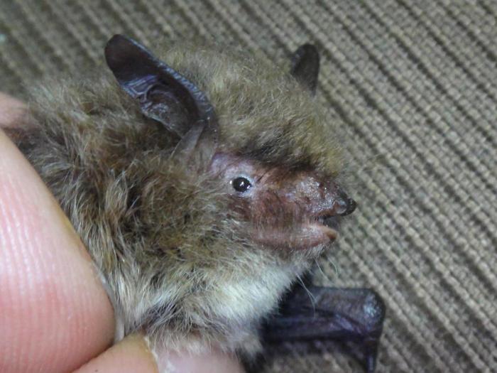 Alcathoe bat found in Cave near Bradford on Avon