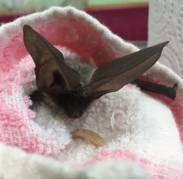 India - a bat carer and wildlife assistant at West Hatch - has been caring for "Merri" around the clock