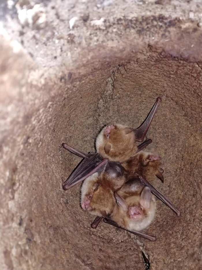 Oh, some more natterer's, plus I can see two ickle extras tucked under the wings! Yep, Catcott colony has given birth in May again!