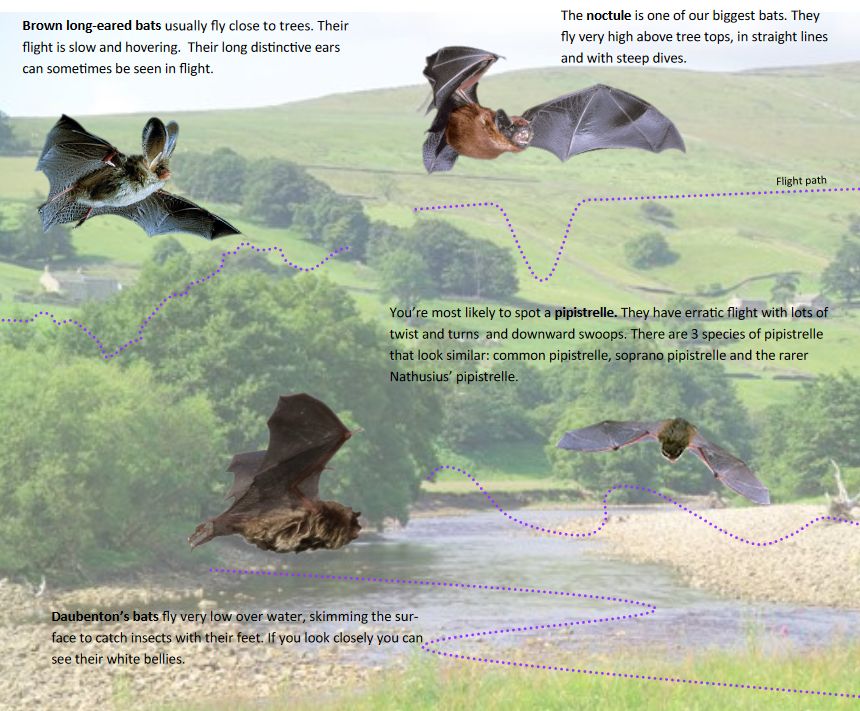 How to have a good guess at the bat species from its flightpath