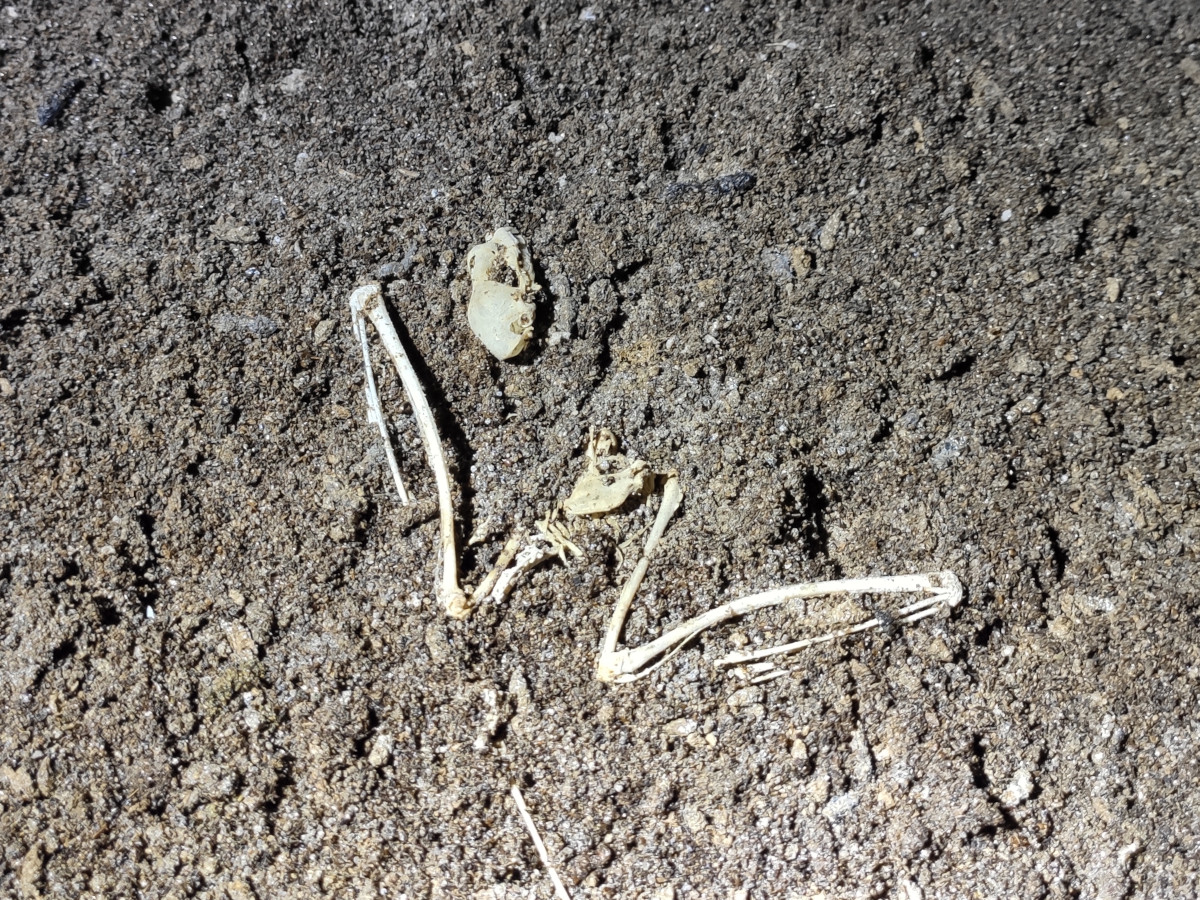 Wadbury bat house - Bones of one that didn't make it