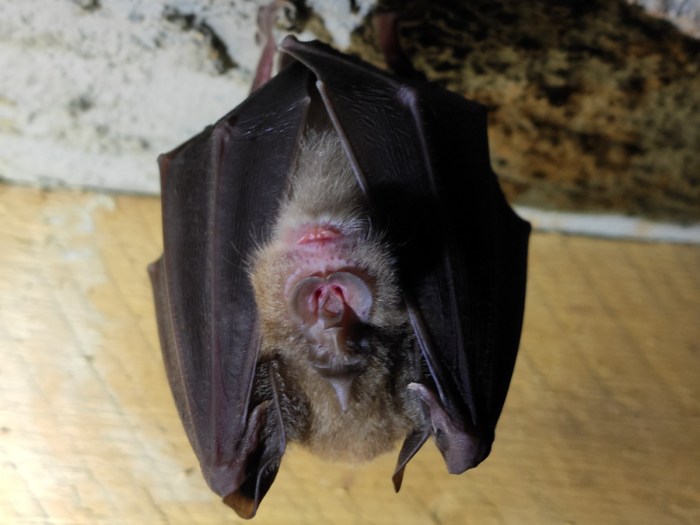 Wadbury bat house - greater horseshoe