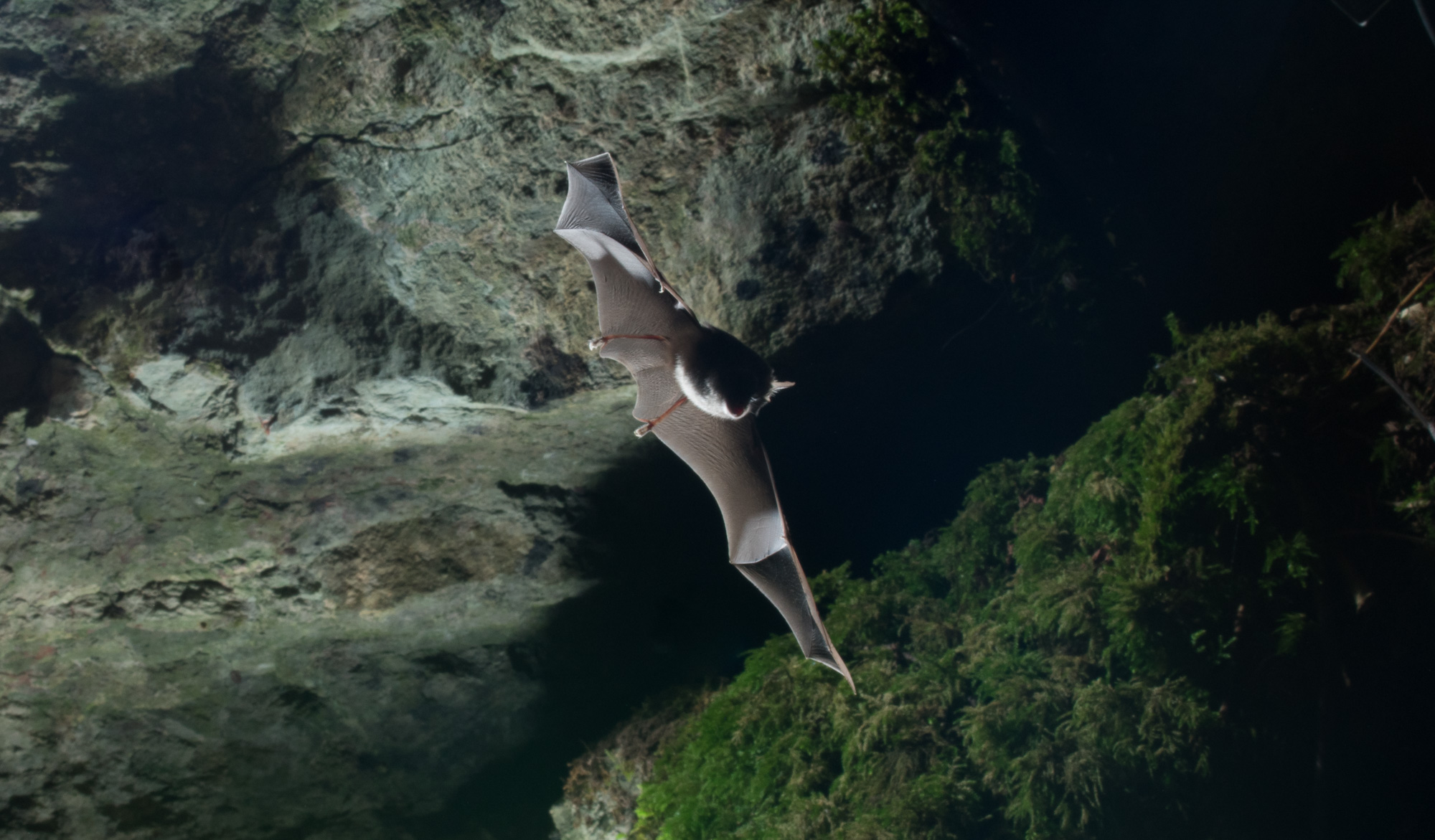 Bat at GB Gruffy2 - Lewis Hillier