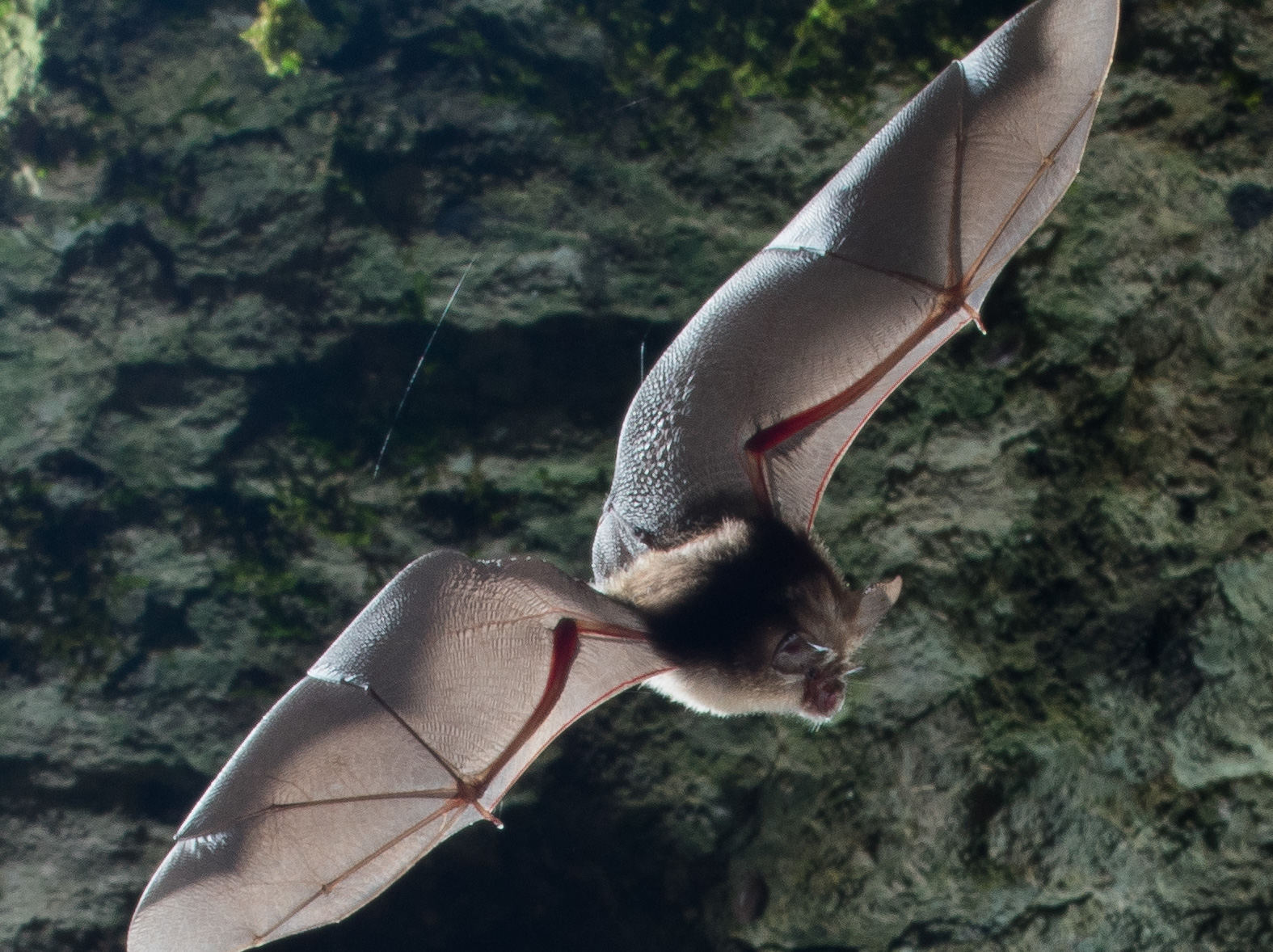 Bat at GB Gruffy3 - Lewis Hillier