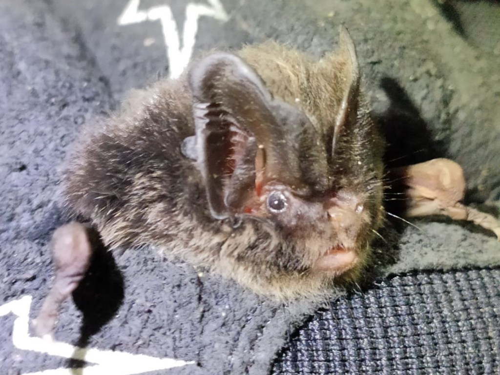 Barbastelle male