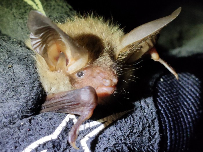 Bat1 - the first tagged Bechstein's