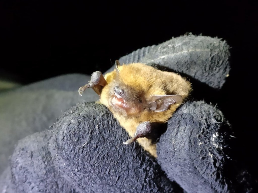 Common Pip