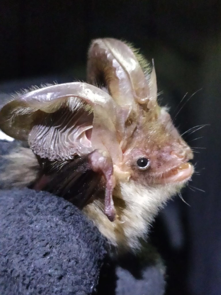 Female brown long-eared