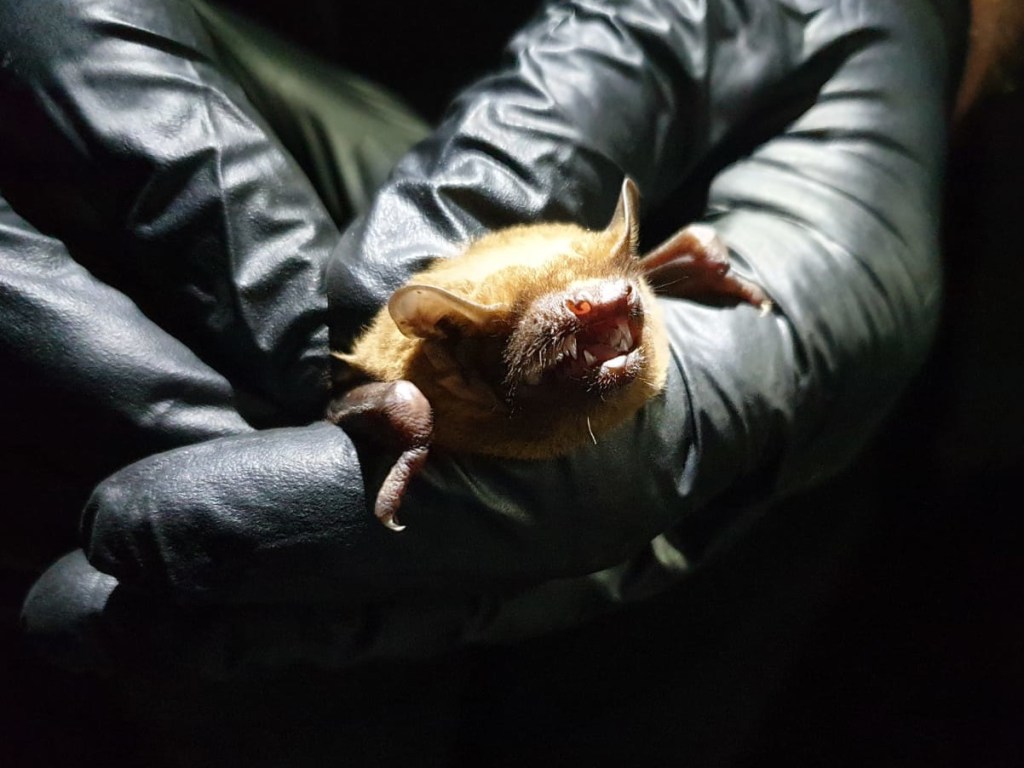 noctule