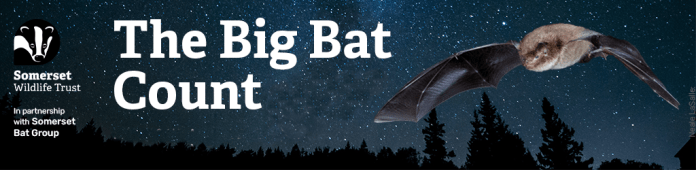 Big Bat Count