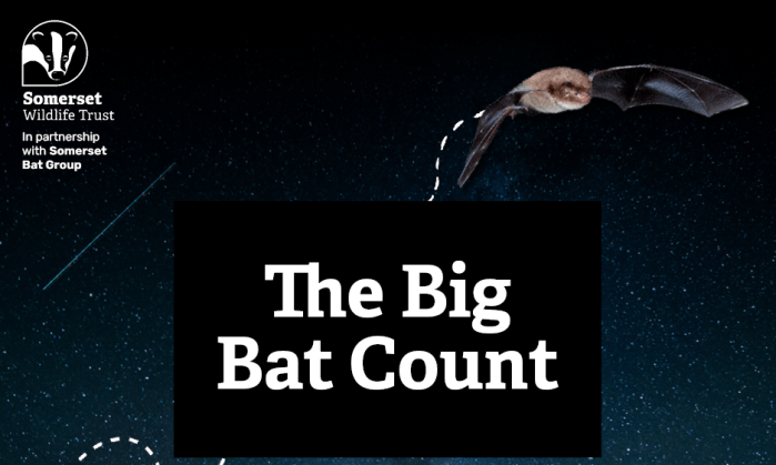 Big Bat Count