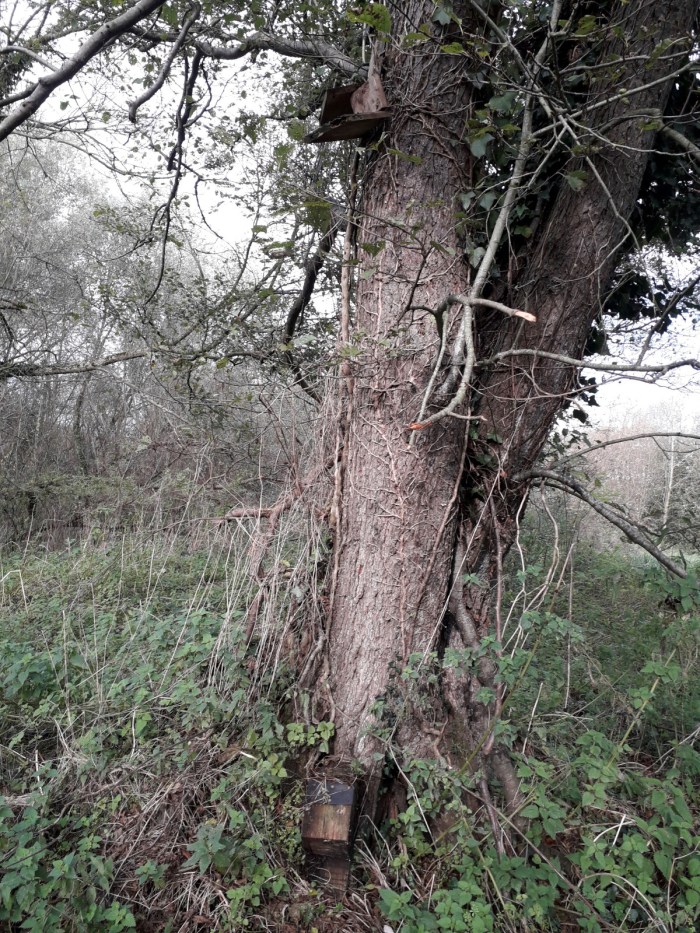 The sad state of boxes #1&2 at Ham Wall