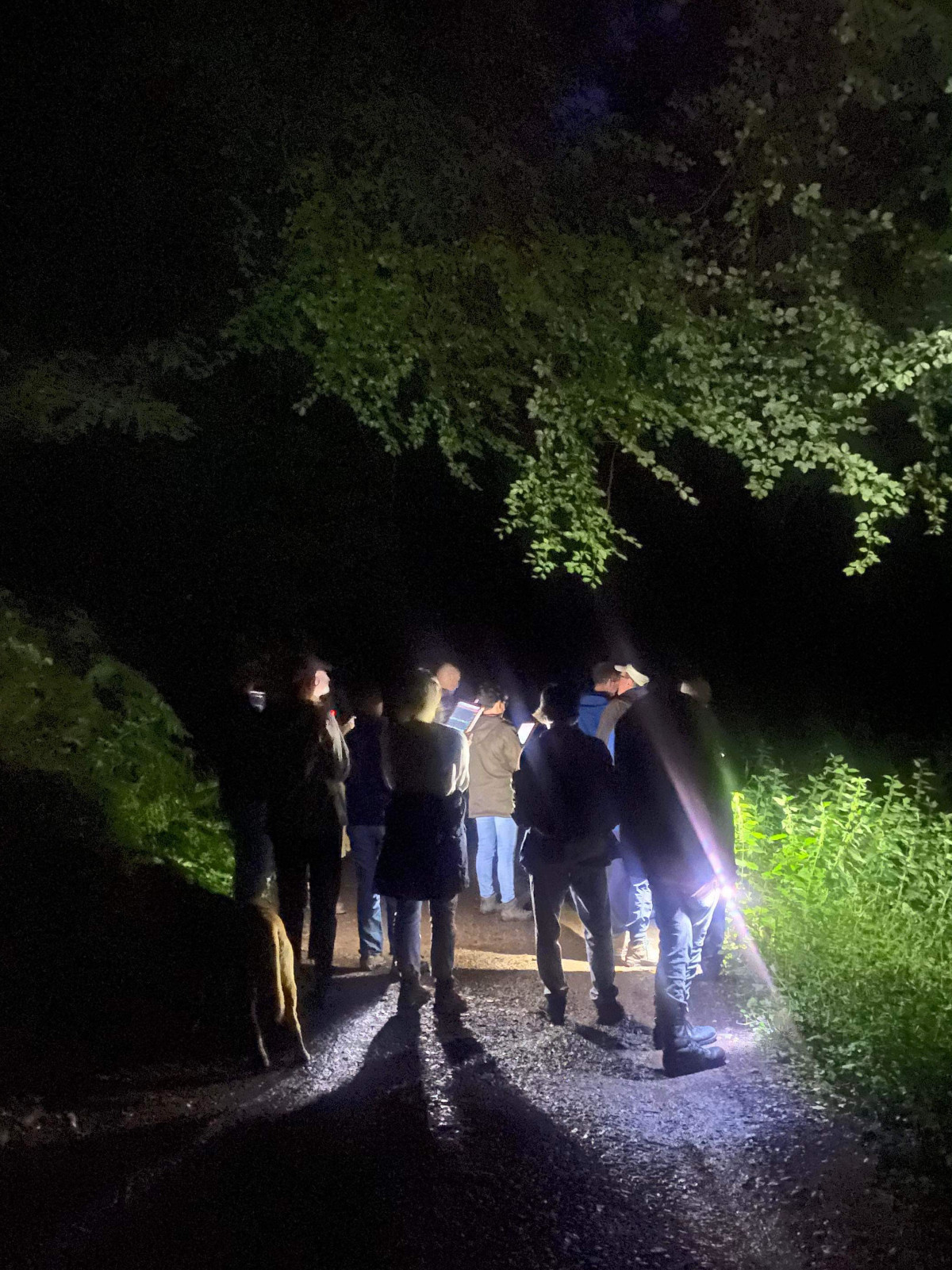 Wiveliscombe Bat Walk 27th July 2023