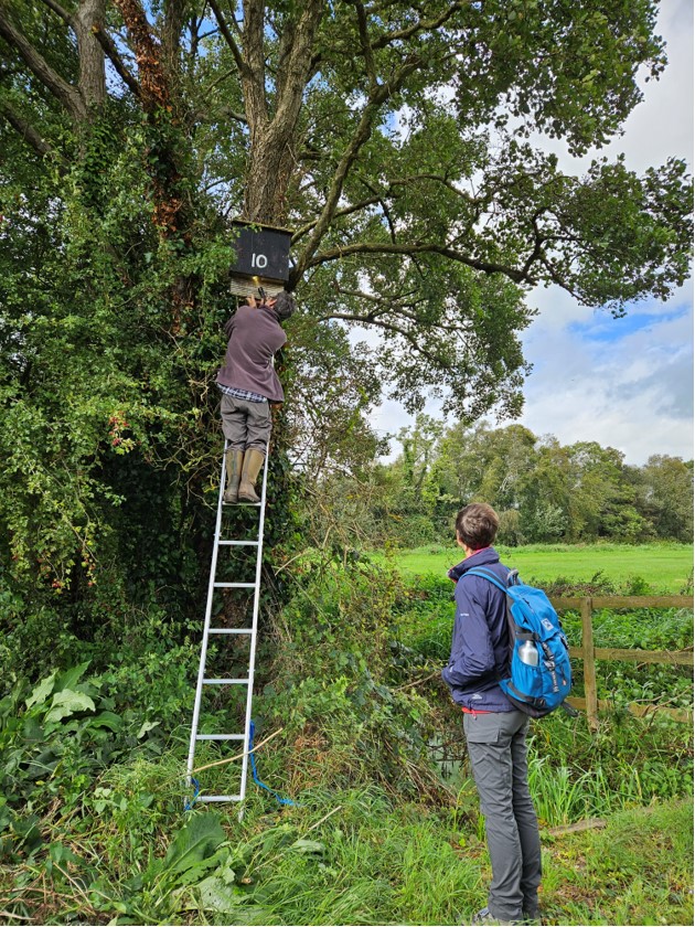 Catcott bat box checks - 24th Sept 23