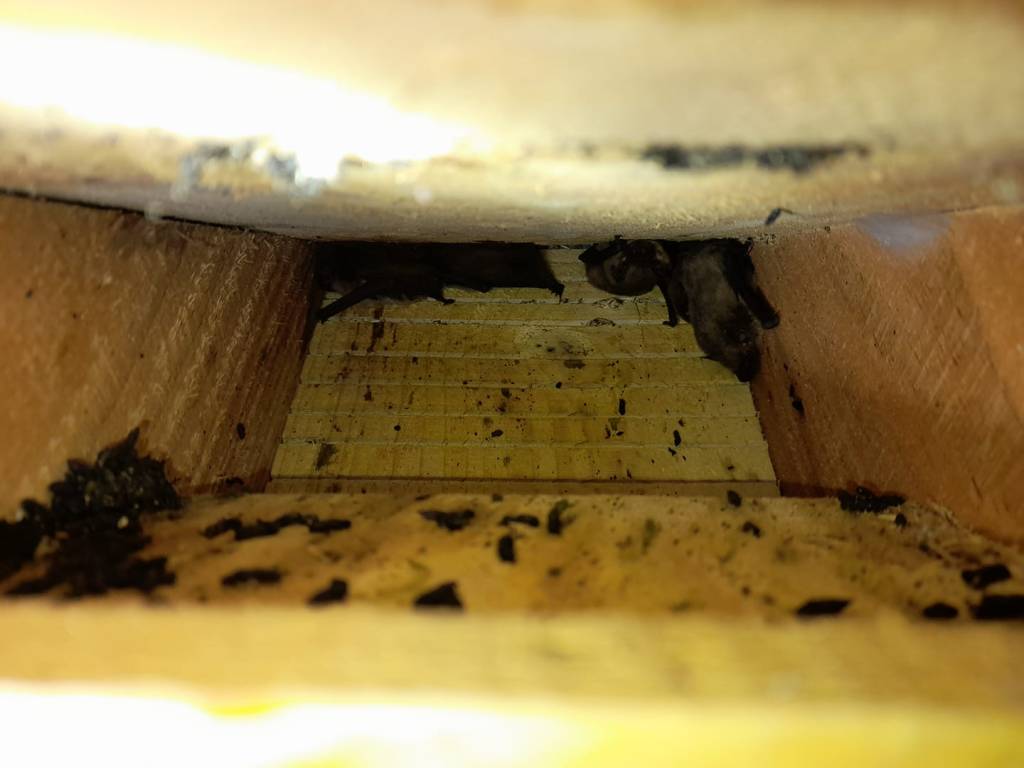 Bat Box Checks - Ham Wall and Gt. Breach - 10th Sept 2023