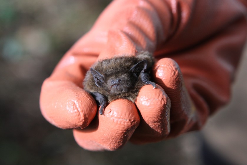 Levels bat box checks - 24th Sept 23