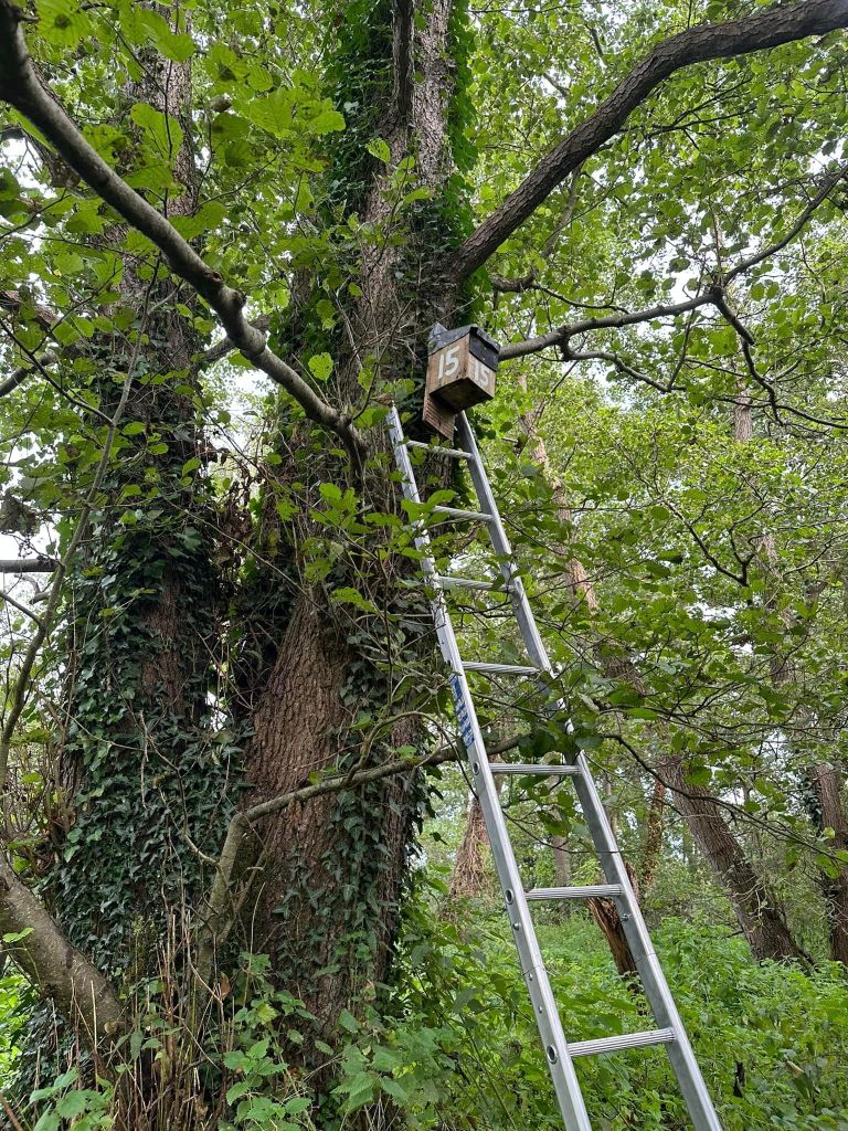 Bat Box Checks - Ham Wall and Gt. Breach - 10th Sept 2023