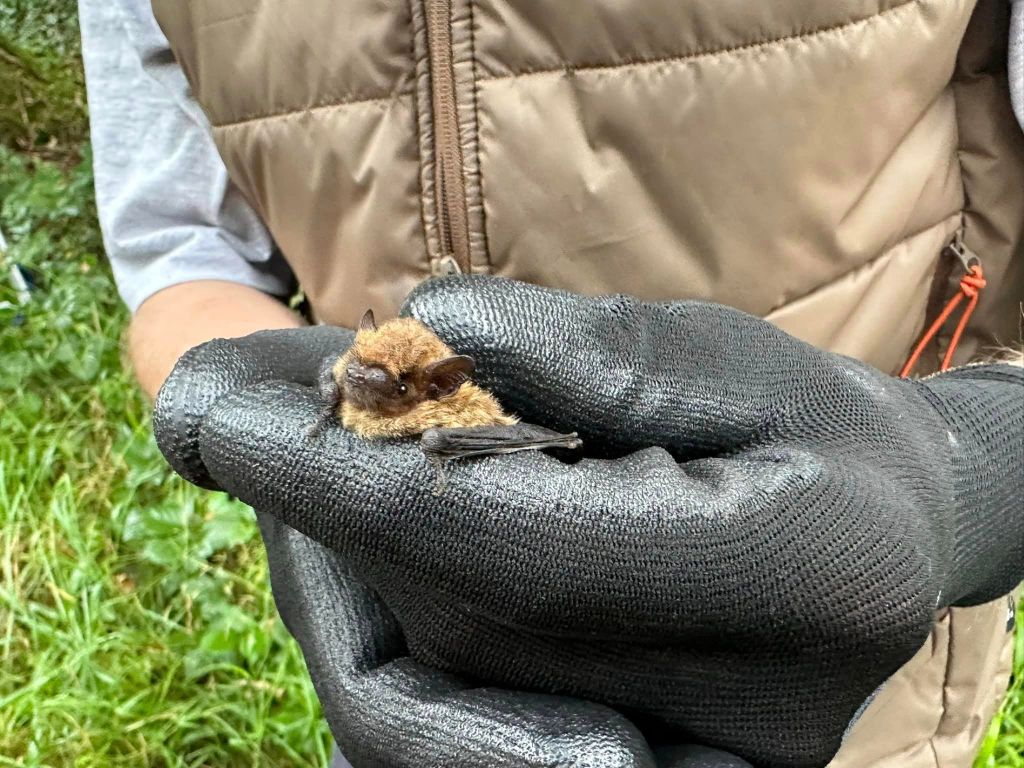 Bat Box Checks - Ham Wall and Gt. Breach - 10th Sept 2023