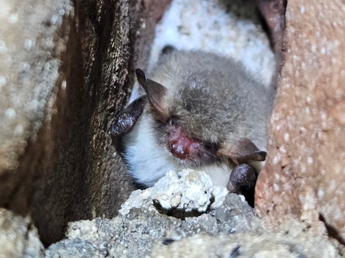 Natterer's in Keepers Cottage