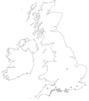 Grey long-earded bat UK distribution (2010)