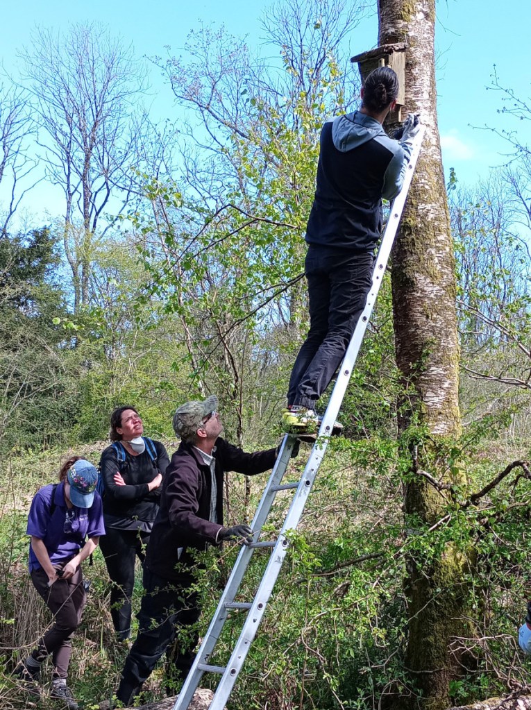 Edford Woods bat box checks 21st April 2024