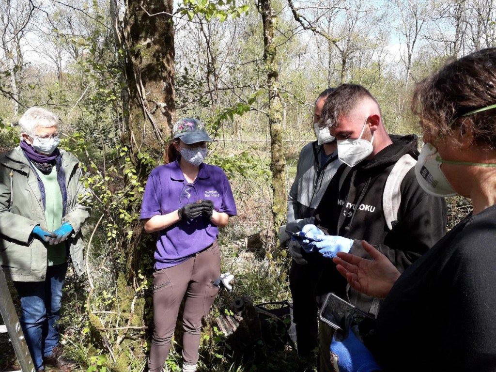 Amber with brown long-eared - Edford Woods bat box checks 21st April 2024