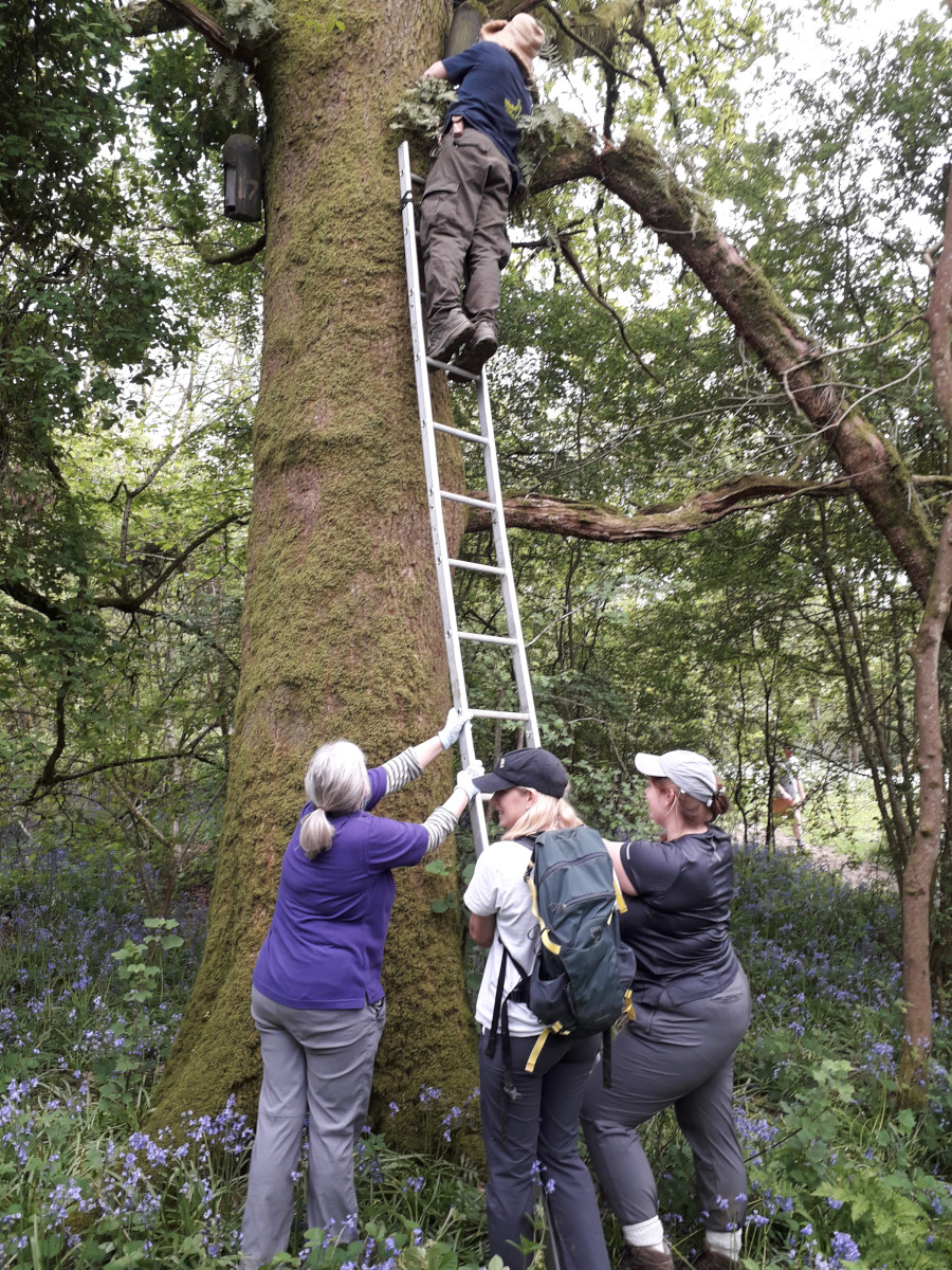 Harridge woods - A really hard bat box to check - 12th May 2024