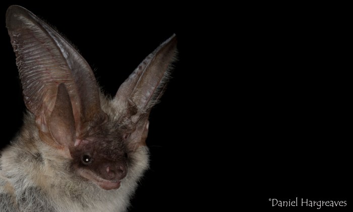 Plecotus austriacus Grey Long eared by Daniel Hargreaves