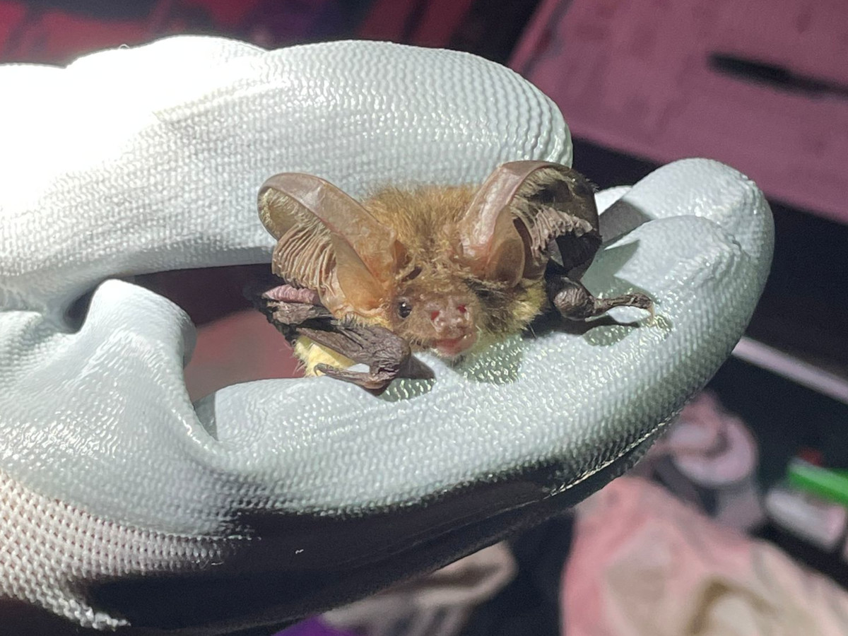 Tintinhull 1st June 2024