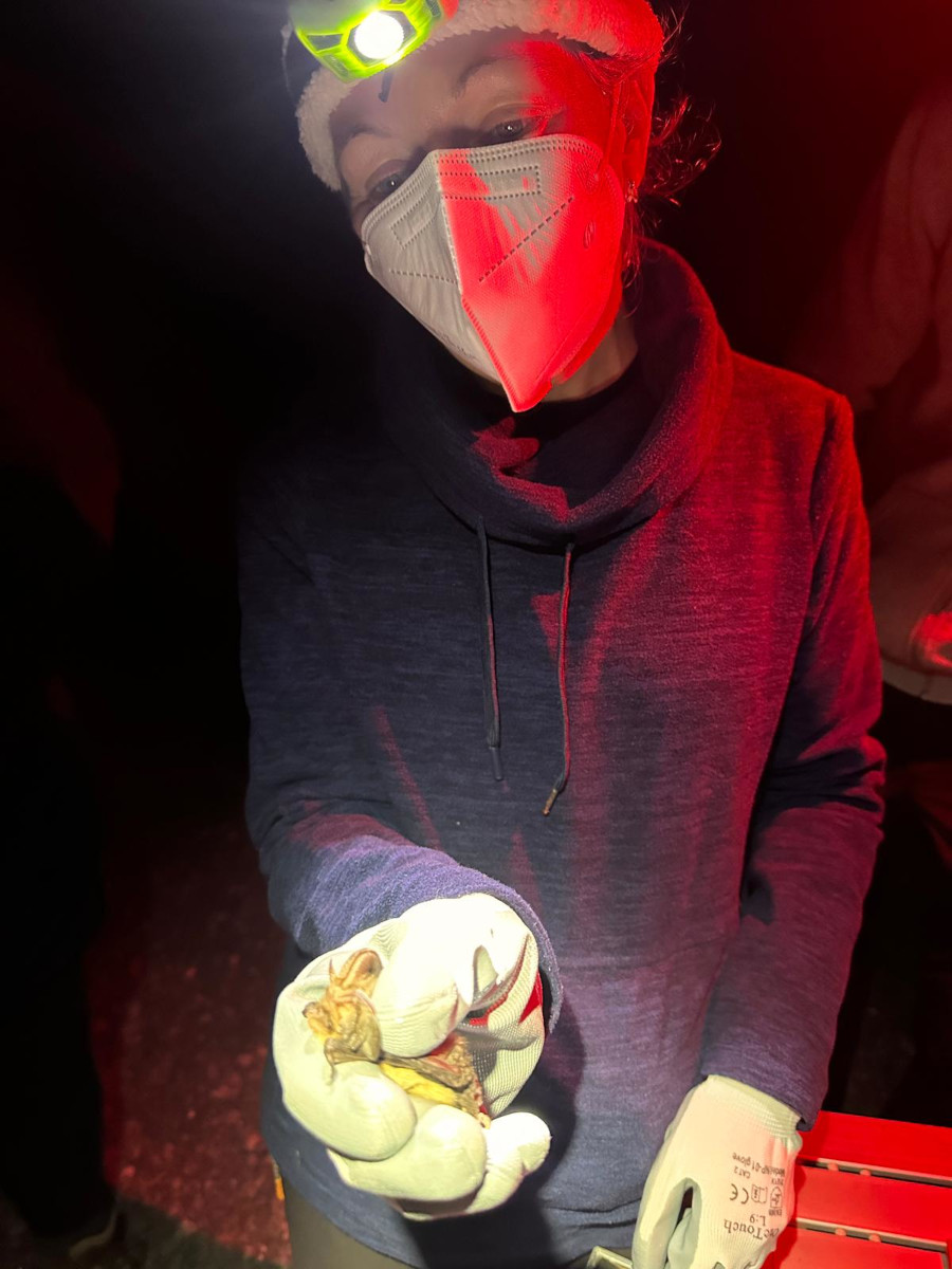 Tintinhull -1st June 2024