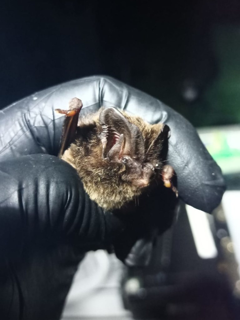 Barbastelle at Montacute - 31st May 2024