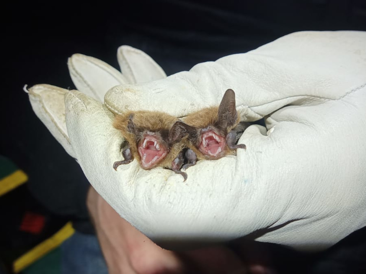 Natterer's at Montacute - 31st May 2024