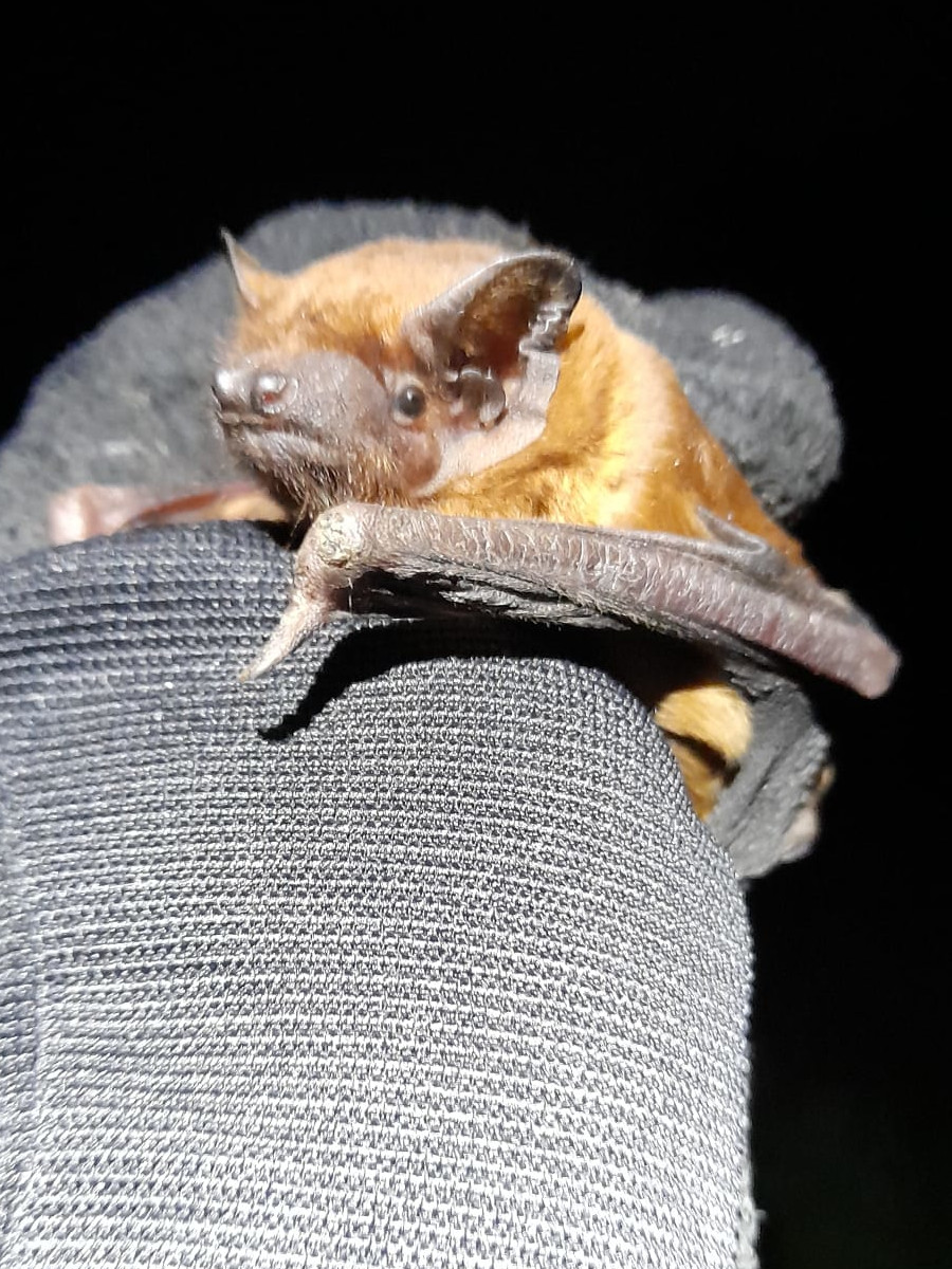 Noctule at Montacute - 31st May 2024