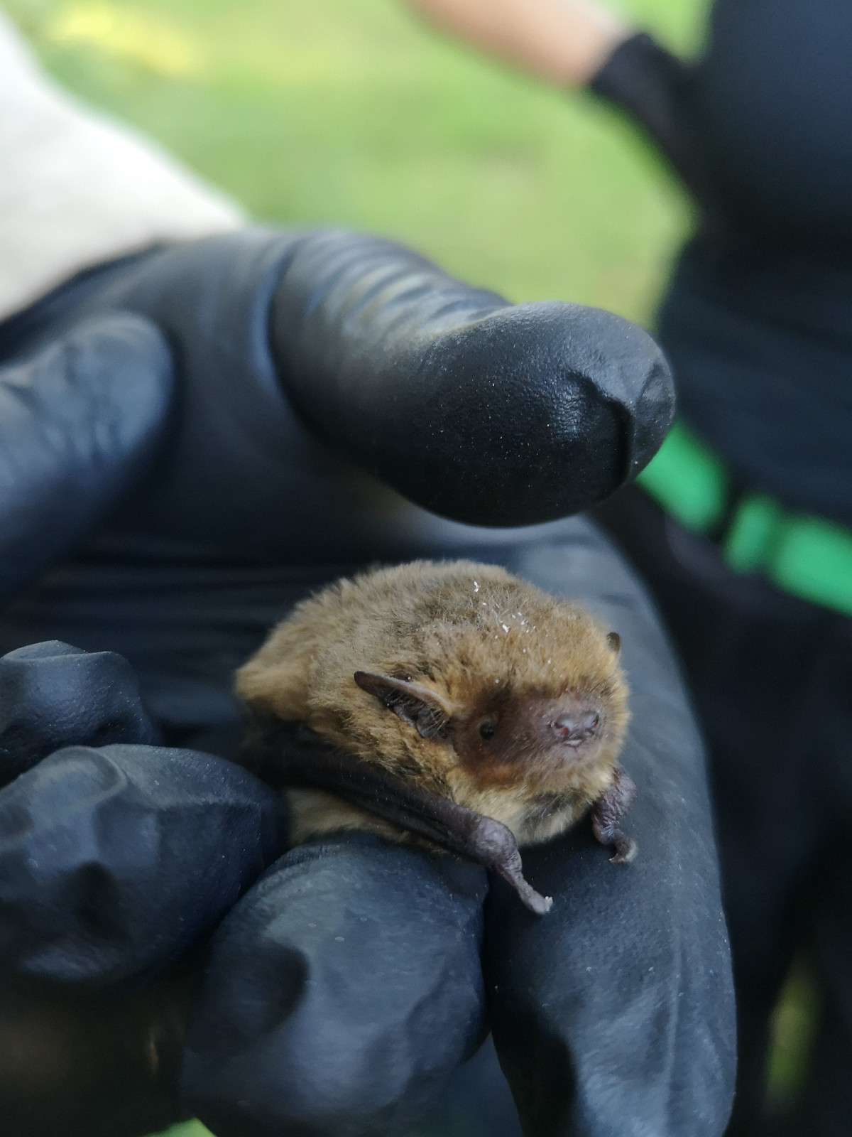 Ham Wall Bat Box Checks - 14Sept24 Photo: Fern Dobson