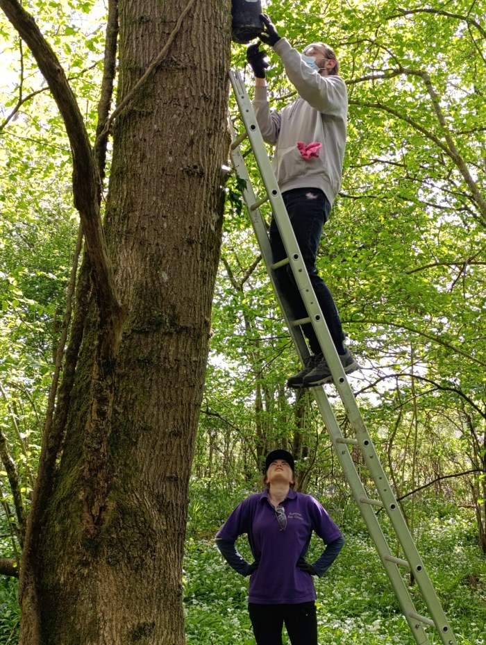 Checking Bat boxes at Edford Woods May'25